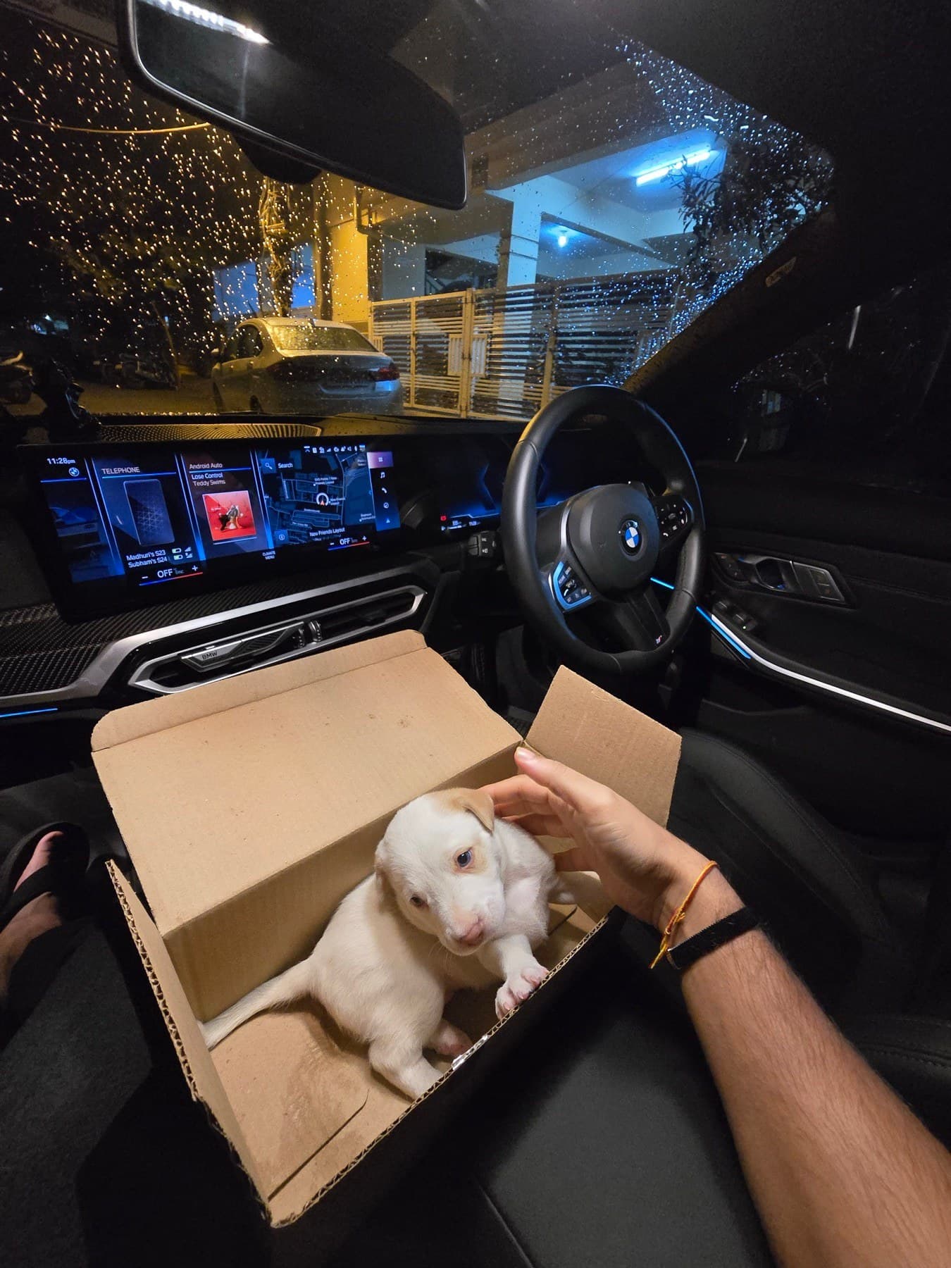 The dog, riding shotgun in a cardboard box.